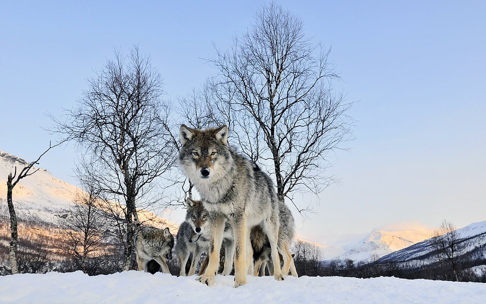 low-angle photography of pack of wolves in the snow HD wallpaper